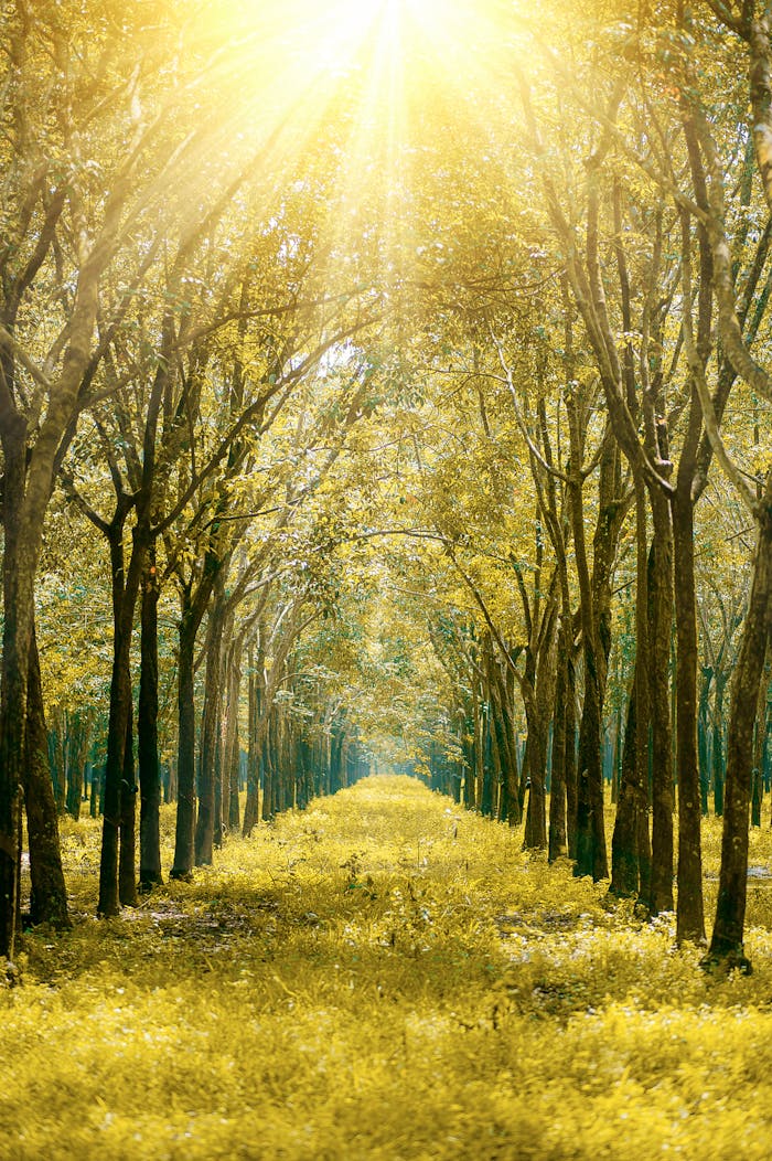 Serene forest path bathed in golden sunlight showcasing vibrant autumn foliage.